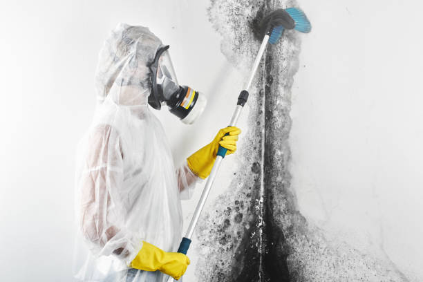 Best Mold removal after water damage  in Oswego, NY